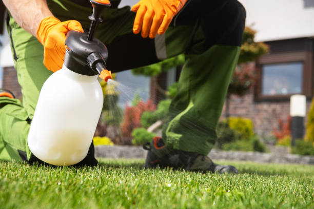 Best Local Pest Control Services  in Orange Beach, AL