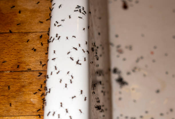 Best Insect Control  in Orange Beach, AL